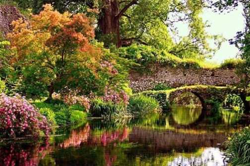 a pond surrounded by trees